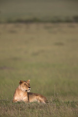 Lioness Sitting on a Mount  at Masai Mara Game Reserve,Kenya,Africa
