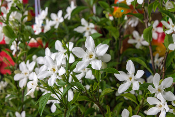 The tree is small with white flowers. Cute and beautiful