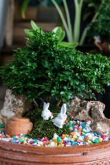 Small bonsai tree Cute and beautiful