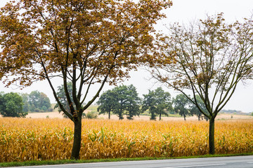 Fototapeta premium Yellow cornfield, a tree in the foreground and a village in the background on autumn day