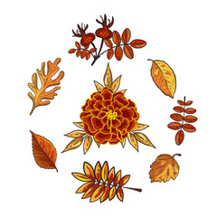 Autumn leaves and marigold isolated on white background. Seasonal rowan, oak, dog-rose, hawthorn leaves with gourds for harvest decoration. Fall season elements. Wreath template. Vector design