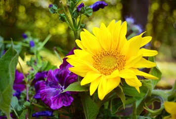 Grußkarte - Sonnenblume