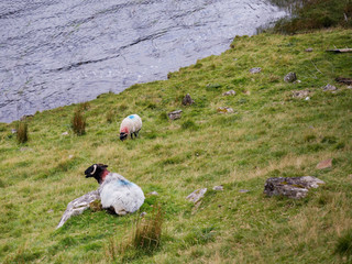 Two white sheep laying on a grass bay a lake, Connemara , Ireland. Concept livestock, agriculture,...