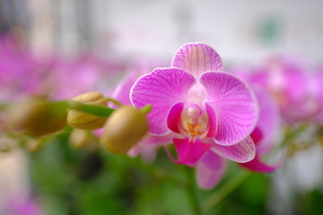 Macro view of cute little purple pink white color Orchid flower bouquet in full blossom