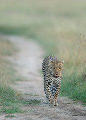 Young Leopard walking on a forest Trail At Masai Mara Game Reserve,Kenya,Africa