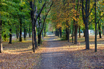Park in early fall, falling yellow leaves and sunbeams between the leaves