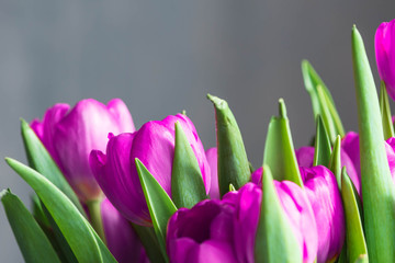 Bouquet of beautiful purple tulips close up. Flower background