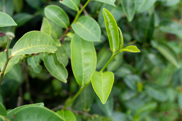 Top of fresh raw organic green tea leaf in plantation field farm