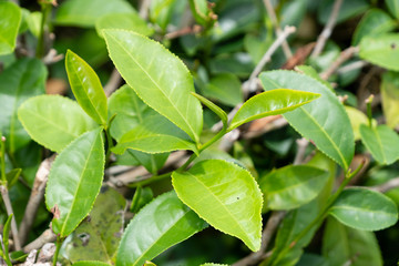Top of fresh raw organic green tea leaf in plantation field farm