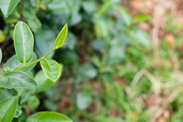 Top of fresh raw organic green tea leaf in plantation field farm