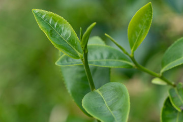 Fototapeta na wymiar Top of fresh raw organic green tea leaf in plantation field farm