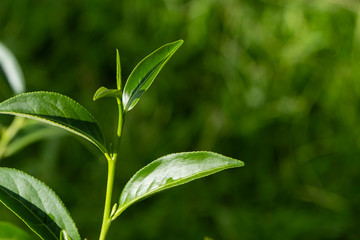 Top of fresh raw organic green tea leaf in plantation field farm