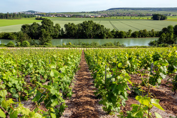 Fototapeta na wymiar Vineyards and the River Marne at Hautvillers - France