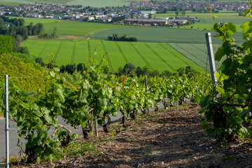 Fototapeta na wymiar Vineyards at Hautvillers - Epernay - France