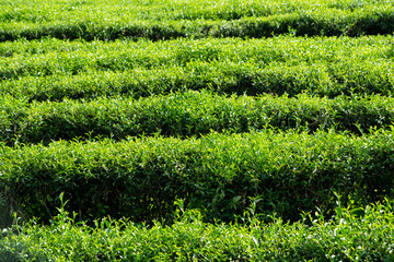 Top of fresh raw organic green tea leaf in plantation field farm