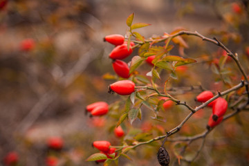 rose hip