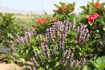 Obraz premium flowers in the garden