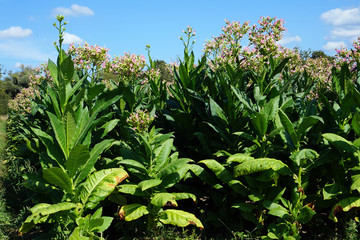 Field with many tobacco plants in summer