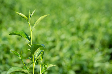 Top of fresh raw organic green tea leaf in plantation field farm