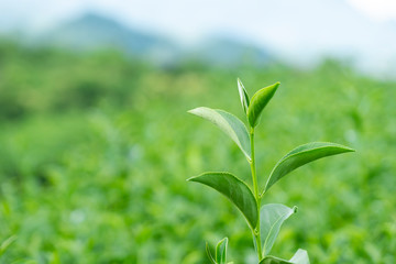 Top of fresh raw organic green tea leaf in plantation field farm