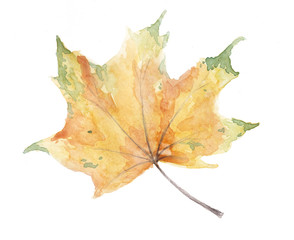 Colored leaf on white background