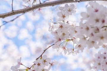 Cherry trees bloom in spring.