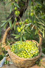frisch geerntete oliven unter dem olivenbaum