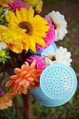 Dahlien Blumenstrauß in einer Gießkanne - Spätsommer oder Herbst Strauß