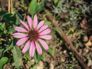 Pink flower in the garden