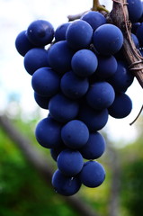 big blue grape called isabella on the vine