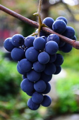 big blue grape called isabella on the vine