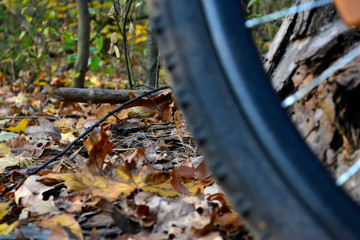 Bike and autumn