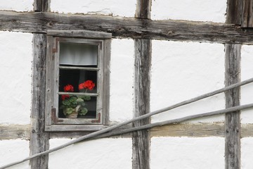 Pelargonia w oknie