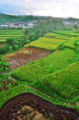 Fototapeta na wymiar view of rice terraces and countryside in Asia