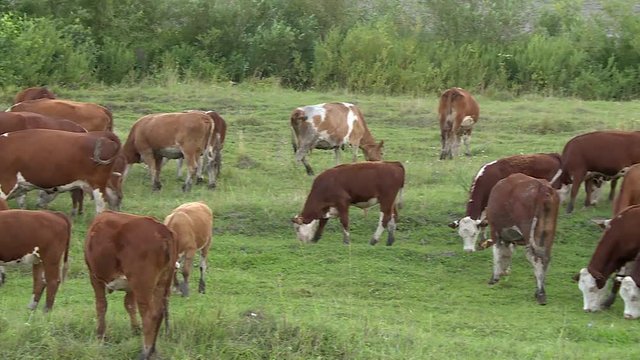Kine. Herd. Green meadow. Grazing Cow Herd. A Herd Of Cows In The Field. Livestock. The Cow Eats Grass.