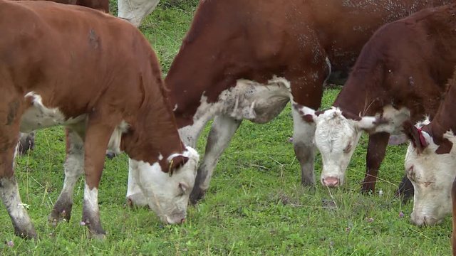 Kine. Herd. Green meadow. Grazing Cow Herd. A Herd Of Cows In The Field. Livestock. The Cow Eats Grass.