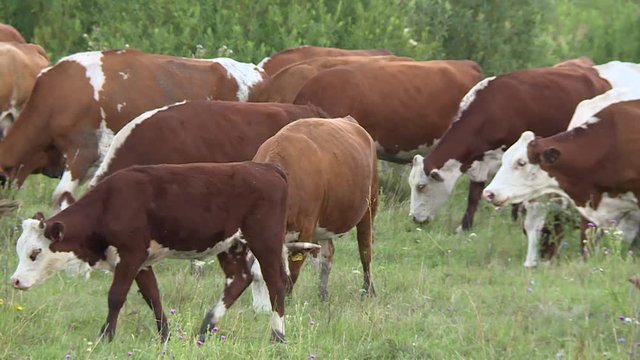 Kine. Herd. Green meadow. Grazing Cow Herd. A Herd Of Cows In The Field. Livestock. The Cow Eats Grass.