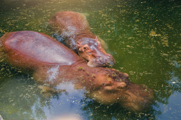 Hippopotamus family (Hippopotamus amphibius) relax in zoo pool