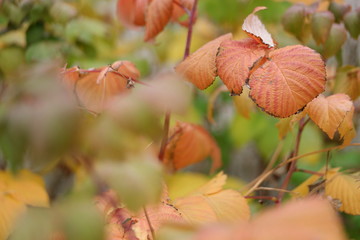 autumn leaves of raspberry