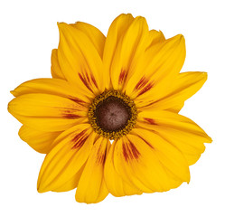 Yellow Daisy isolated on white background, including clipping path.