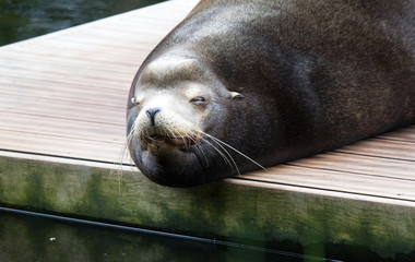 California sealion relaxing