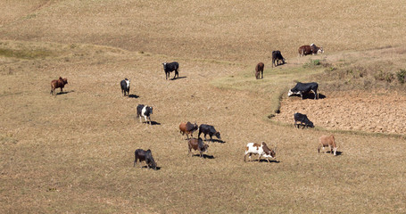 Obraz premium Zebu on Madagascar