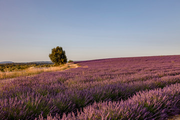 Naklejka na ściany i meble Lavender Fields In Provence South Of France
