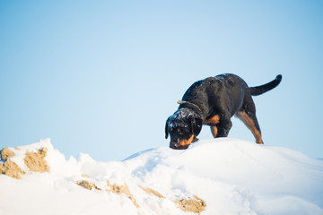 Cute curious young rottweiler dog