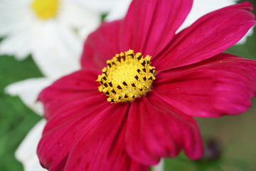 Red Zinnia bloom in garden.