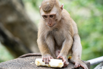 The little monkey holding a banana.