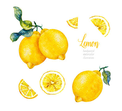 Botanical lemon. Watercolor. Citrus fruit