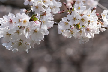 Close-up Cherry blossom or Sakura flowers at Japan.