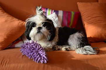 The Shih-tzu dog in bed