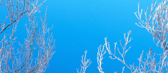 Winter landscape of snowy tree branches against colorful sky during the snowfall with free space for text.Hoar frost covering bare tree branches on a sunny Winter's day.Banner